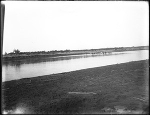 Cattle crossing the river Rio Yaqui, Mexico, ca.1900