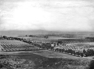 Panorama of East Hollywood from Laughlin Park, California, 1901