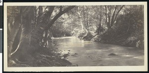 View of San Francisquito Creek, near Stanford University, ca.1900