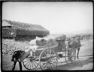 Feeding time at a pigeon ranch near the Los Angeles River