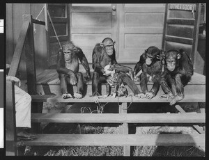 Chimpanzee family, "Mike, Mary, Bill and Lucy", sitting on a bench, ca.1940