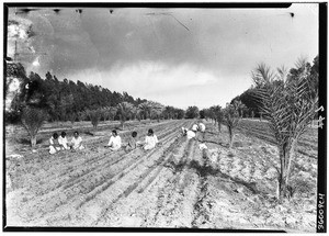 Women picking and planting onions in an onion field within an intercropped date orchard