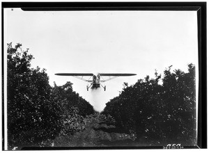 Airplane dusting crops, May 1932