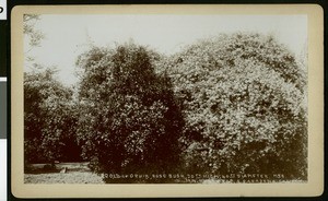 H. N. Rust's rose bush in South Pasadena, ca.1900-1930