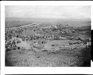 Sioux Indians at Standing Rock Reservation in South Dakota shooting steers at a beef issue, ca.1891