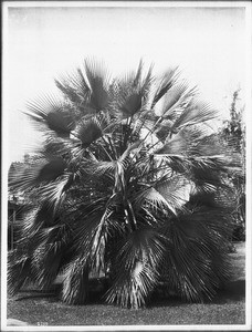 Blue palm tree (Erythea Armata) on Figueroa Street, ca.1920