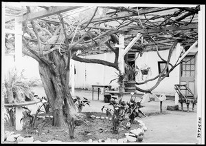 Large grapevine in San Gabriel