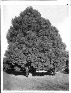 Great camphor tree, Prat Place, Holt Avenue, Pomona, California, ca.1920