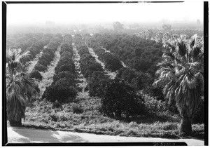 Orange Groves in Glendora, February 20, 1931