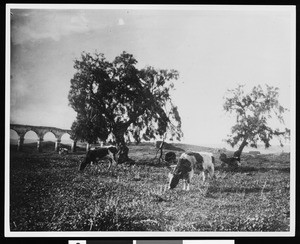 Cows among trees at the Mission San Luis Rey de Francia, ca.1900