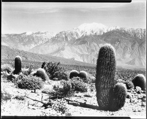 Barrel Cacti in Devil's Playground east of Palm Springs, ca.1933