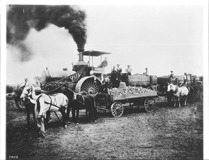 Workers bringing sugar beets to mill by steam-tractor and horse-drawn cart, ca.1900