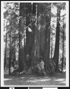 Two men in rain coats standing on the bases of Redwood trees in Henry Cowell Park, ca.1900