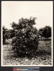 Pest-infested citrus tree, ca.1910