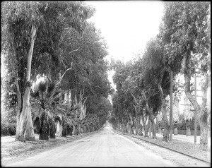 View of Magnolia Avenue in Riverside, ca.1900