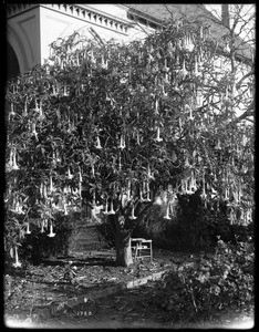 Large trumpet flower plant (Bruginansia) in Santa Barbara, 1908