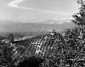 Birdseye view of orange groves at the base of snow-capped mountains, ca.1910