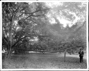 A walnut grove of J.D. Durfee, El Monte(?), California, ca.1910