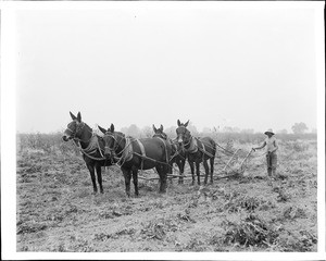 An agricultural worker with a plow and team of mules harvesting sugar beets, Ventura County, ca.1900