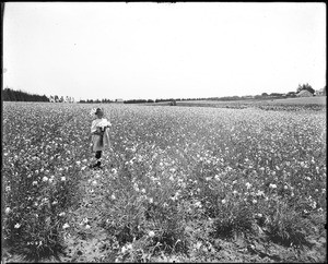 A child picking carnations in a carnation field at Redondo Beach, Los Angeles, ca.1904-1920