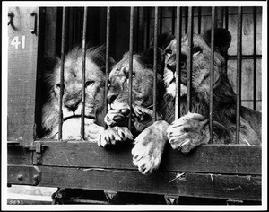Three caged lions