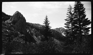 Pine trees beside a mountain range, Lake Tahoe