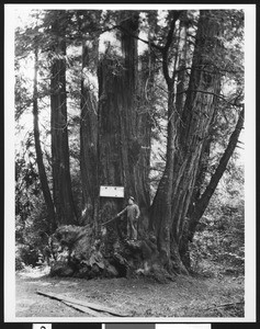 Man with an ax standing on the base of a Redwood tree in Henry Cowell Park, ca.1900