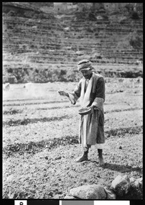 Sowing at Samaria, Palestine, ca.1900-1910