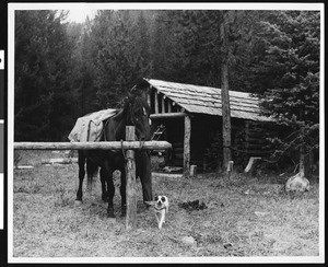 A horse and a dog in front of a mountain log cabin, ca.1930