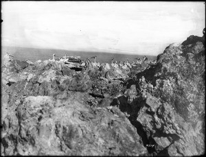 Pelicans at the Salton Sea, California, ca.1910