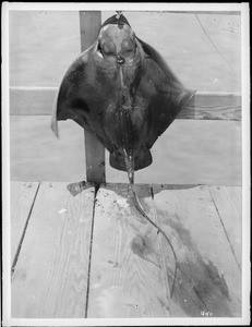 Sting ray hung from the guard rail of a dock, ca.1910