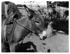 Close-up of a mule, 1900