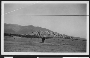 Cow at the center of desert terrain, Mojave, ca.1903