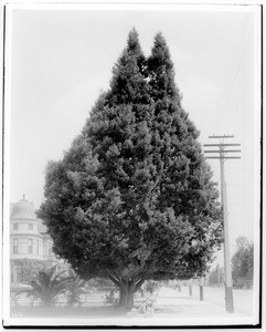 Tall Monterey cypress tree growing in a yard on Figueroa Street