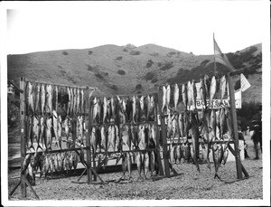 Fish catch at Santa Catalina Island, 1905