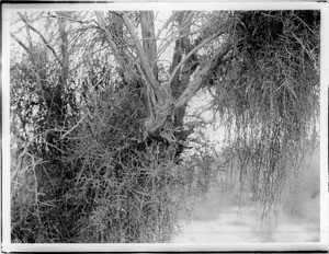 Mesquite covered with mistletoe growing in the Colorado Desert, ca.1915