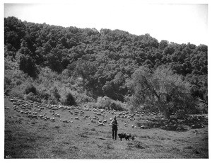 Flock of sheep grazing on grassy slope, ca.1900