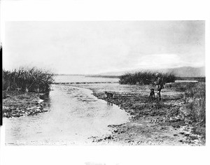 Duck hunter with his dogs in the marshes of Venice, ca.1903