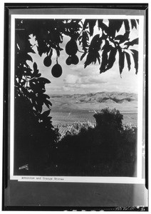 Avocado and orange groves, from the view of a lone avocado tree, ca.1920