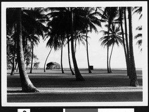 Hawaiian house among the coconut palms