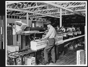 Workers loading Sunkist oranges in crates to be shipped, ca.1930