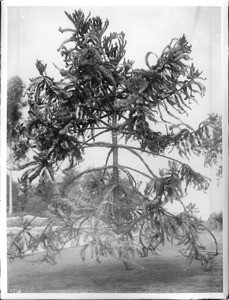 Brazilian acacia tree (Arancasia Brasiliensis), ca.1920