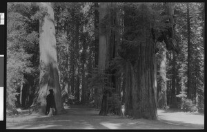 Stand of Redwood Trees in Del Monte, showing a hollow tree at left, ca.1920