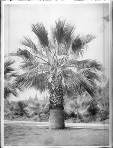 Tall palm tree (Washingtonia Filifera) growing next to a path through a lawn, ca.1920