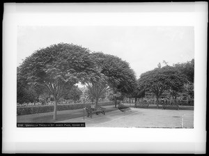 Umbrella trees at St. James Park, ca.1920