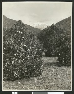 Orange groves in Southern California, ca.1900