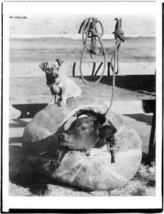 Dog (Chihuahua?) sitting on a pumpkin in which there is a cow calf, ca.1920