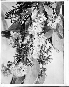 Painting depicting eucalyptus blossoms and seedpods, ca.1920-1925