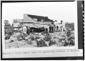 Workers tending to a specially built wagon used for gathering lettuce, Mexico