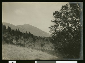 Mount Tamalpais from Lone Tree Trail, ca.1910